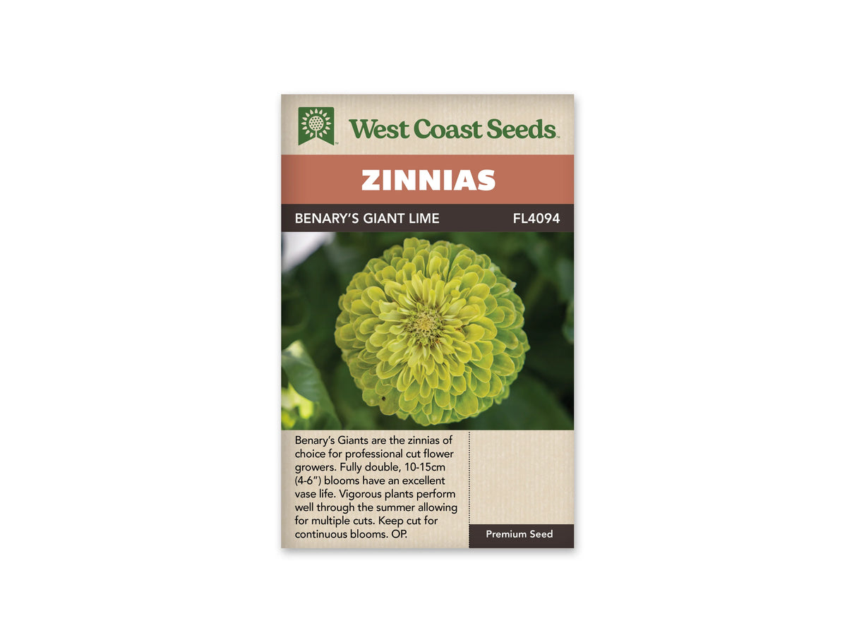 Sachet West Coast Seeds Benary’s Giant Lime avec une grande fleur ronde vert lime. Ses nombreux pétales arrondis se superposent autour d’un centre serré de la même teinte. Des feuilles vert foncé forment le fond. La photo occupe le milieu du sachet, sous le bandeau brun portant le nom de la sélection.