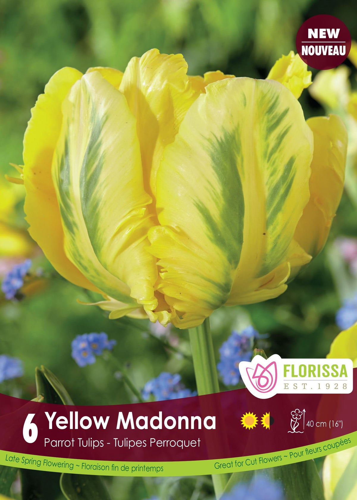 Tulipe Yellow Madonna ( Tulipa ) : une tulipe perroquet jaune marquée de vert. Le visuel Florissa présente la plante et son nom dans la partie inférieure de l’étiquette. La photographie occupe presque toute la surface, tandis que le bandeau du bas rassemble les indications du produit. Cette vue permet de reconnaître son apparence et de distinguer la variété présentée.