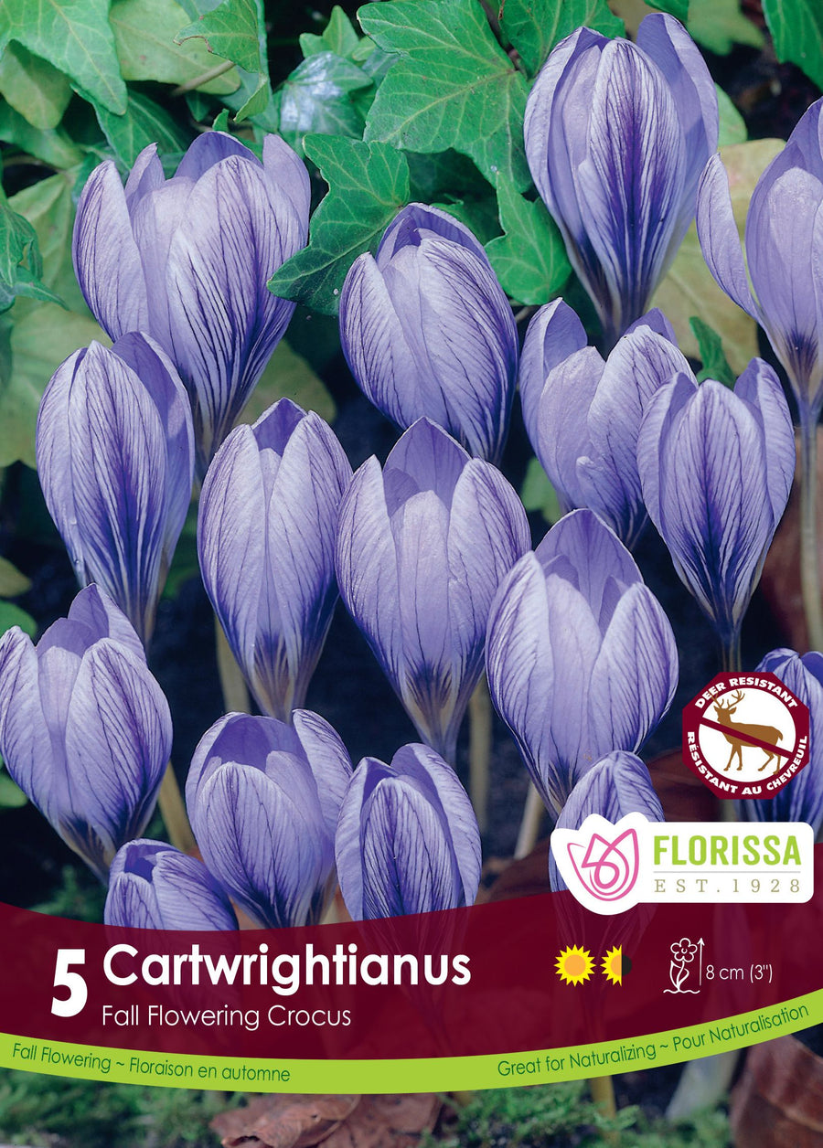 Crocus FF Cartwrightianus