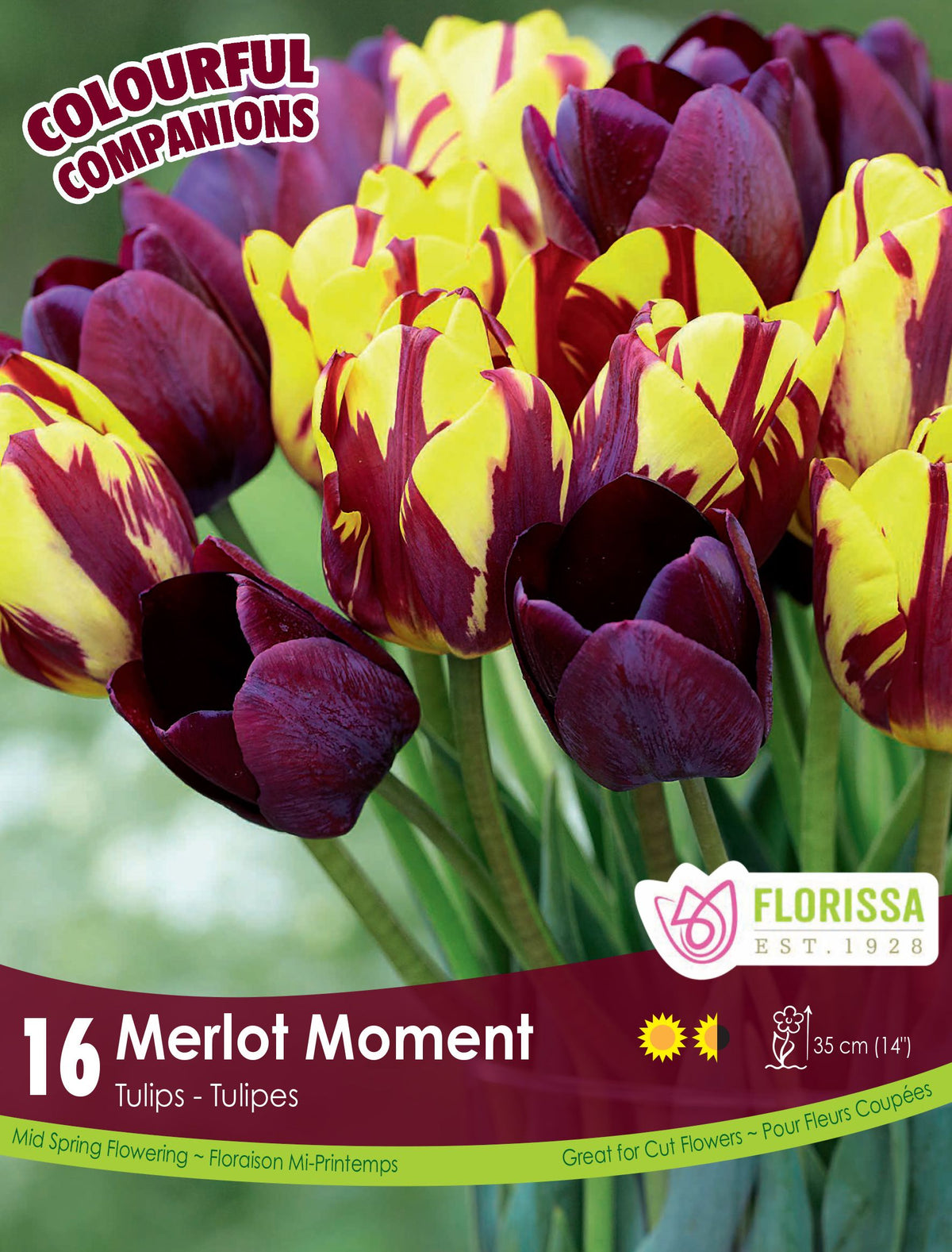 Harmonie florale Merlot Moment ( Tulipa spp.) : des tulipes pourpre foncé et des tulipes jaunes flammées de pourpre. Le visuel Florissa présente la plante et son nom dans la partie inférieure de l’étiquette. La photographie occupe presque toute la surface, tandis que le bandeau du bas rassemble les indications du produit. Cette vue permet de reconnaître son apparence et de distinguer la variété présentée.