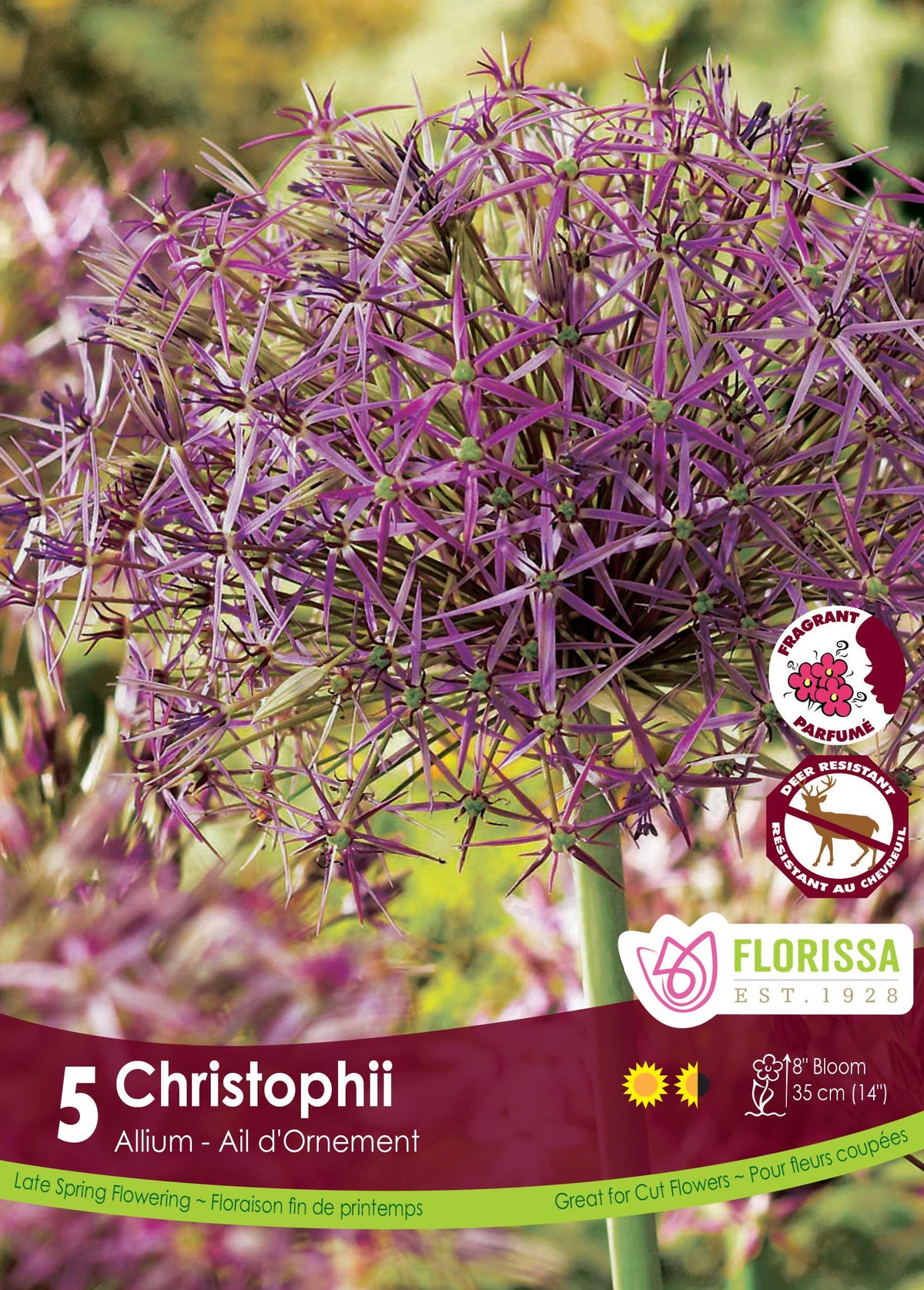Étoile de Perse ( Allium cristophii ) : une boule aérée d’allium aux fleurs étoilées violet métallique. Le visuel Florissa présente la plante et son nom dans la partie inférieure de l’étiquette. La photographie occupe presque toute la surface, tandis que le bandeau du bas rassemble les indications du produit. Cette vue permet de reconnaître son apparence et de distinguer la variété présentée.