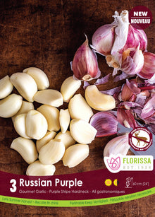 Russian Purple garlic (<em>Allium sativum</em> ‘Russian Purple’)