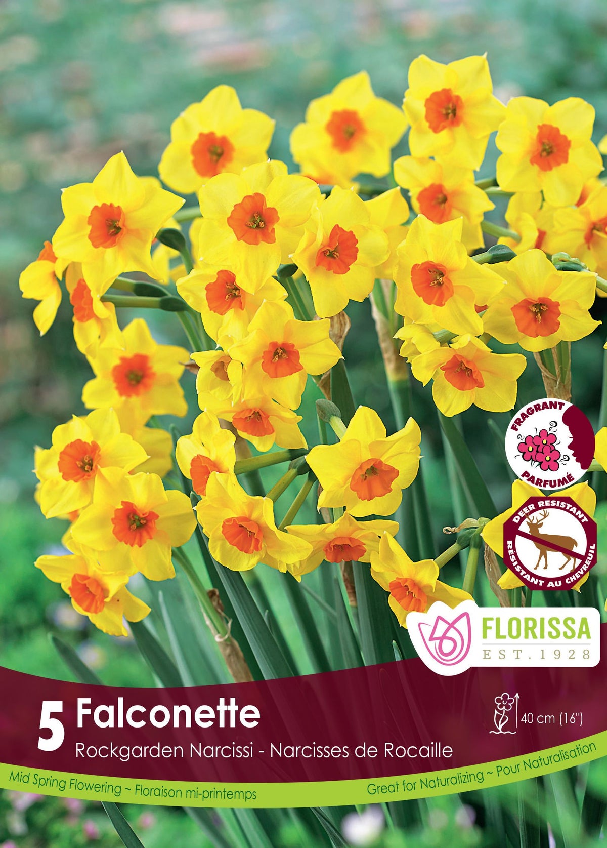 Falconette Narcissus