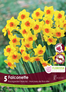 Falconette Narcissus