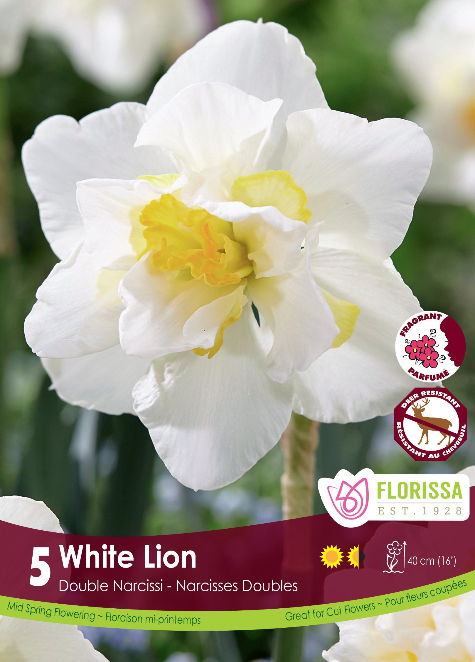 White Lion Narcissus