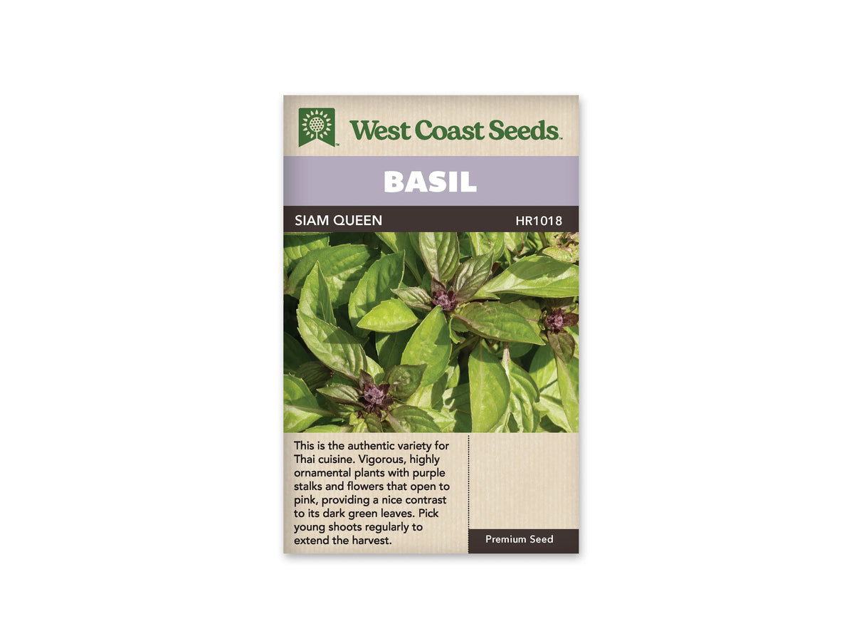 Sachet West Coast Seeds de Basilic thaï ‘Siam Queen’, présenté de face sur fond blanc. Le sachet présente des feuilles vertes allongées autour de tiges pourpres. Plusieurs petits groupes de bractées foncées apparaissent aux extrémités, créant un contraste visible avec le feuillage éclairé. Un bandeau mauve indique BASIL, au-dessus du nom imprimé sur fond foncé. Le bas beige contient un texte descriptif en anglais.