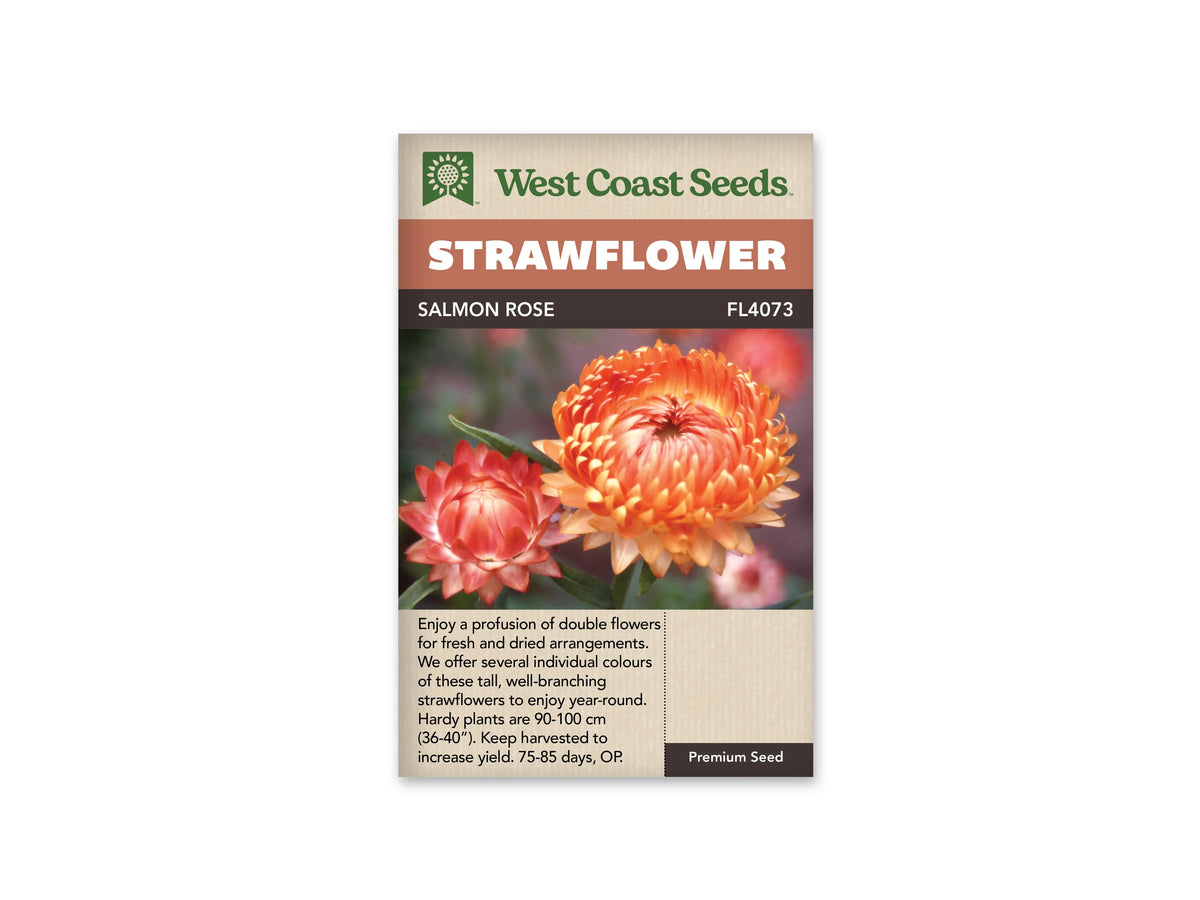 Le sachet West Coast Seeds présente une grande immortelle rose saumon partiellement ouverte dans la partie supérieure droite. Les bractées forment plusieurs rangées autour d'un centre encore fermé. Un bouton plus petit, rose et saumon, apparaît à gauche, parmi des feuilles vertes étroites. L'arrière-plan est flou. Le bandeau indique Salmon Rose et la référence FL4073.
