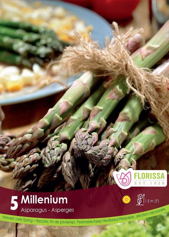 Asperge ‘Millennium’ 'Millennium' (<em>Asparagus officinalis</em>)