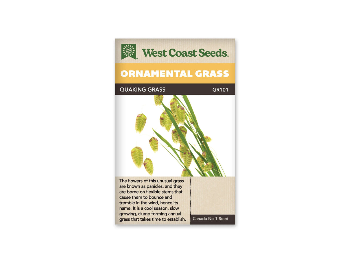 Sachet West Coast Seeds Quaking Grass présentant des tiges vertes sur fond blanc. Plusieurs épillets pendants ont une forme ovale et aplatie, avec de petites écailles imbriquées. Leurs tons vont du vert clair au jaune, avec des marques brunes. Des feuilles étroites accompagnent les tiges fines qui portent ces petits groupes suspendus.