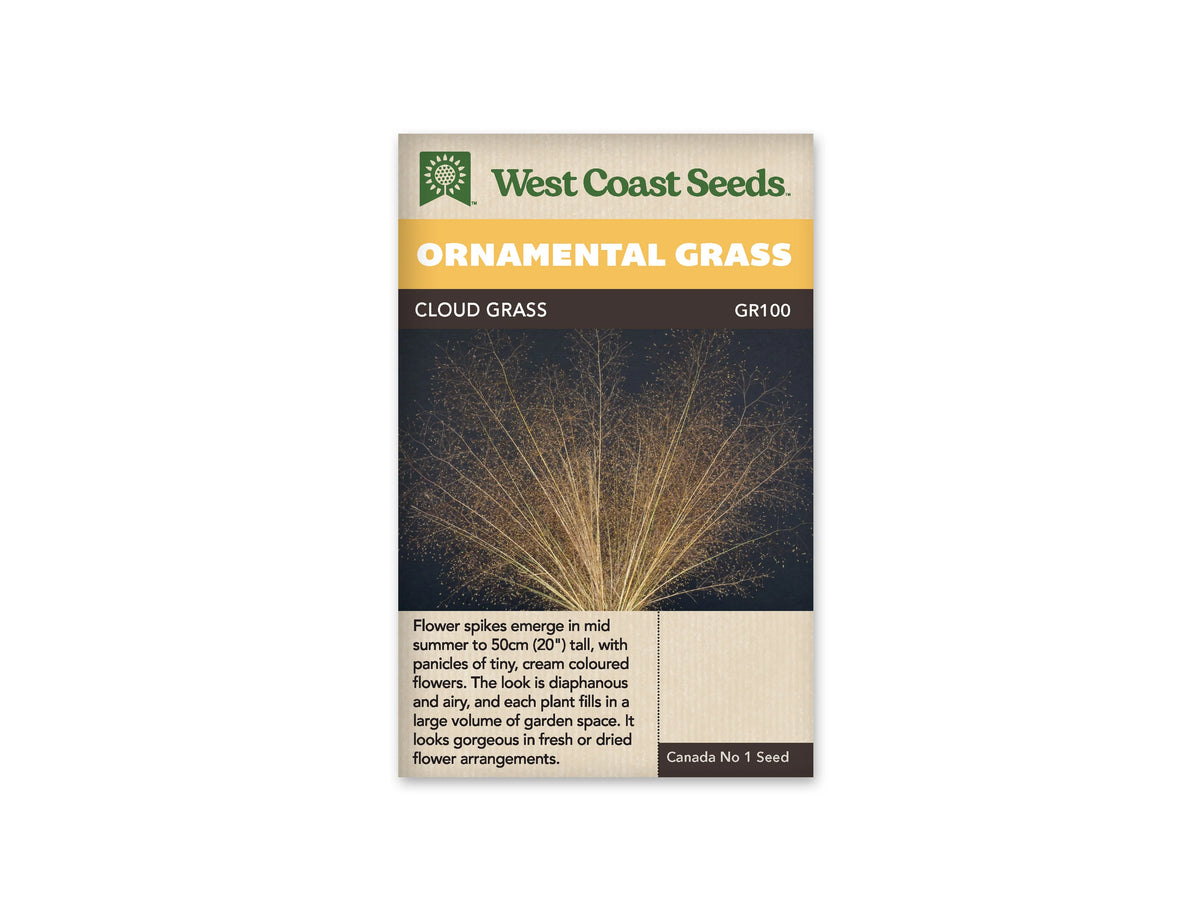Sachet West Coast Seeds Cloud Grass montrant une gerbe très fine et ramifiée sur un fond sombre. Les tiges claires partent d’une base serrée et se divisent en nombreuses branches légères. De minuscules points beige doré parsèment leurs extrémités. La silhouette s’ouvre en éventail, avec beaucoup d’espace visible entre les ramifications.