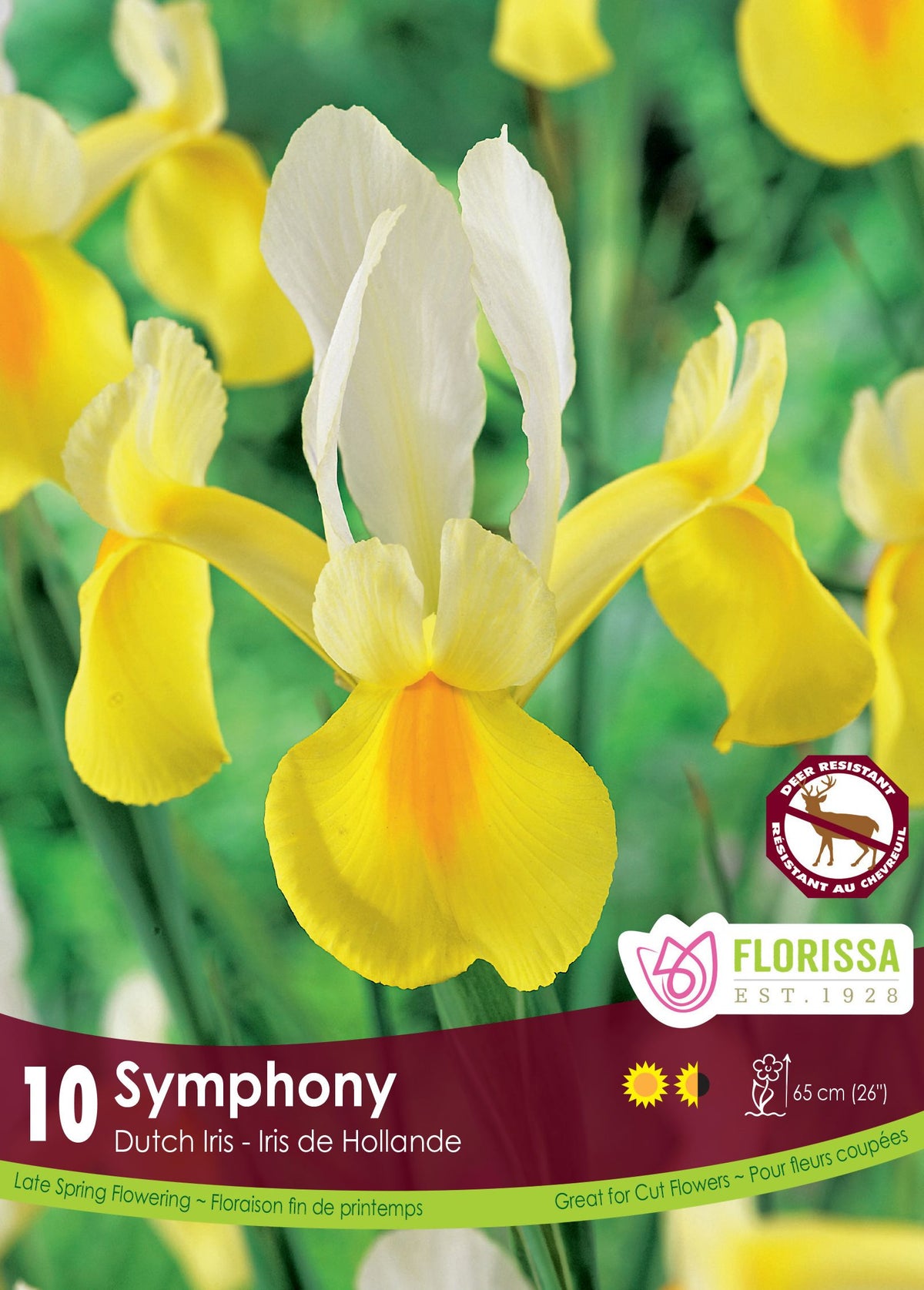Iris hollandais (<em>Iris × hollandica</em> ‘Symphony’)