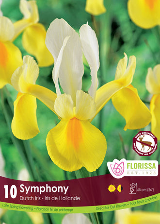 Iris hollandais ‘Symphony’ ( Iris × hollandica ) : un iris blanc et jaune aux pétales dressés. Le visuel Florissa présente la plante et son nom dans la partie inférieure de l’étiquette. La photographie occupe presque toute la surface, tandis que le bandeau du bas rassemble les indications du produit. Cette vue permet de reconnaître son apparence et de distinguer la variété présentée.