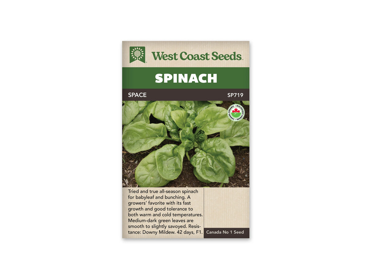 Sachet West Coast Seeds Space portant le code SP719 et un logo biologique rond. La photo montre une rosette d’épinard dans la terre, avec de grandes feuilles vertes autour du cœur. Leurs nervures et leurs surfaces légèrement gaufrées sont visibles. Le nom Space figure dans le bandeau brun placé sous le titre Spinach.