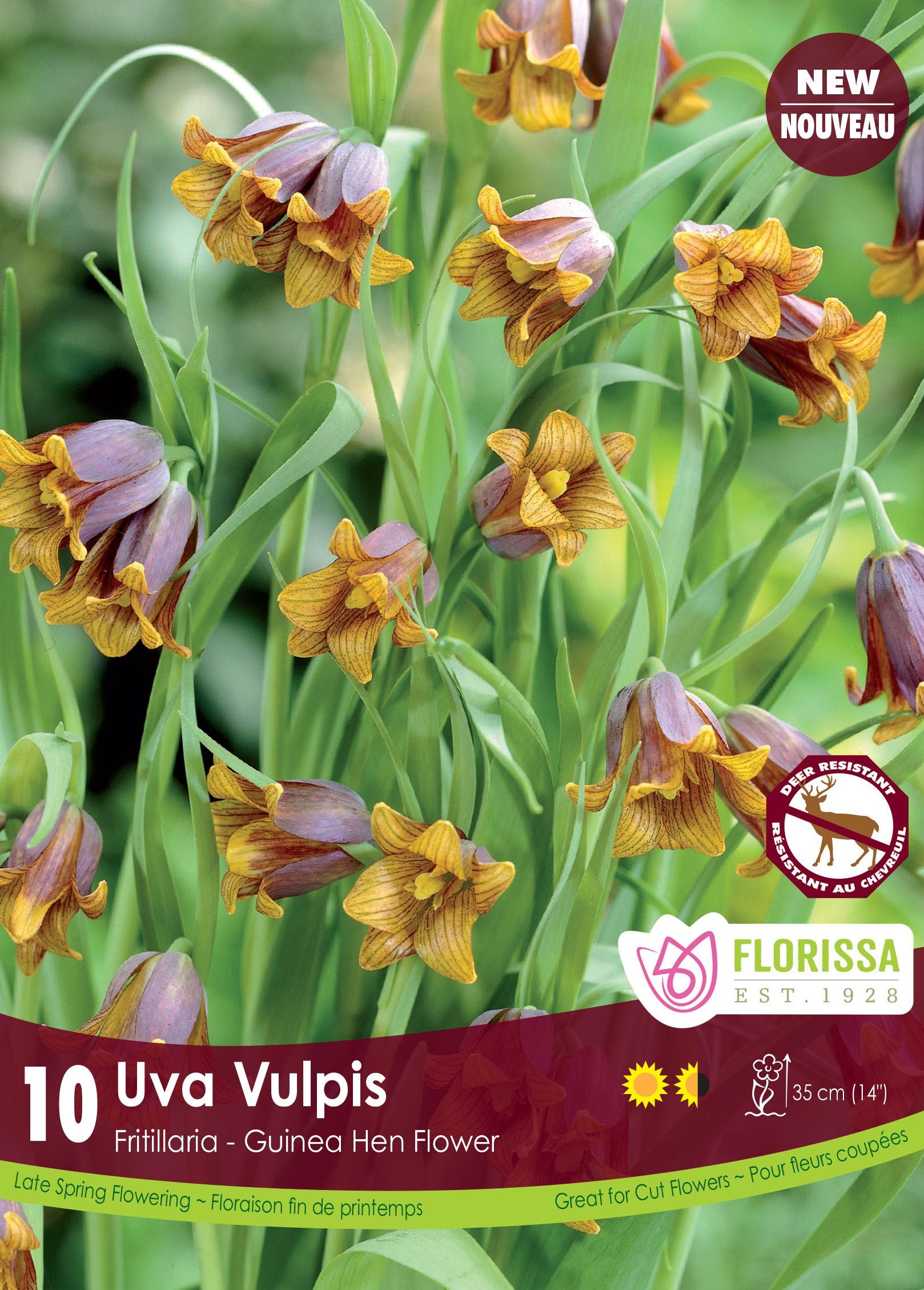 Fritillaria uva-vulpis