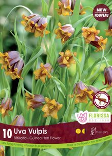 Fritillaria uva-vulpis