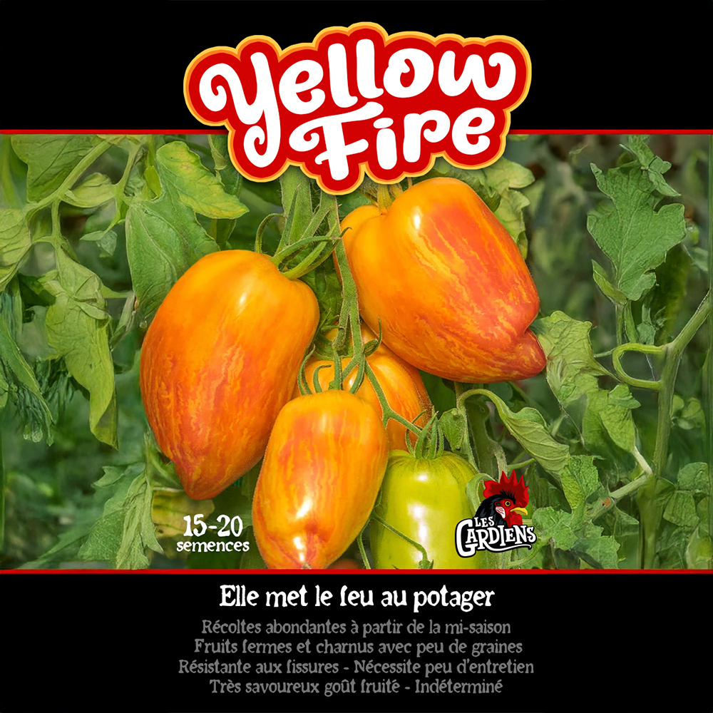 Yellow Fire tomato (<em>Solanum lycopersicum</em> ‘Yellow Fire’)