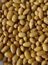 Haricot kidney jaune africain, semences biologiques (<em>Phaseolus vulgaris</em>)