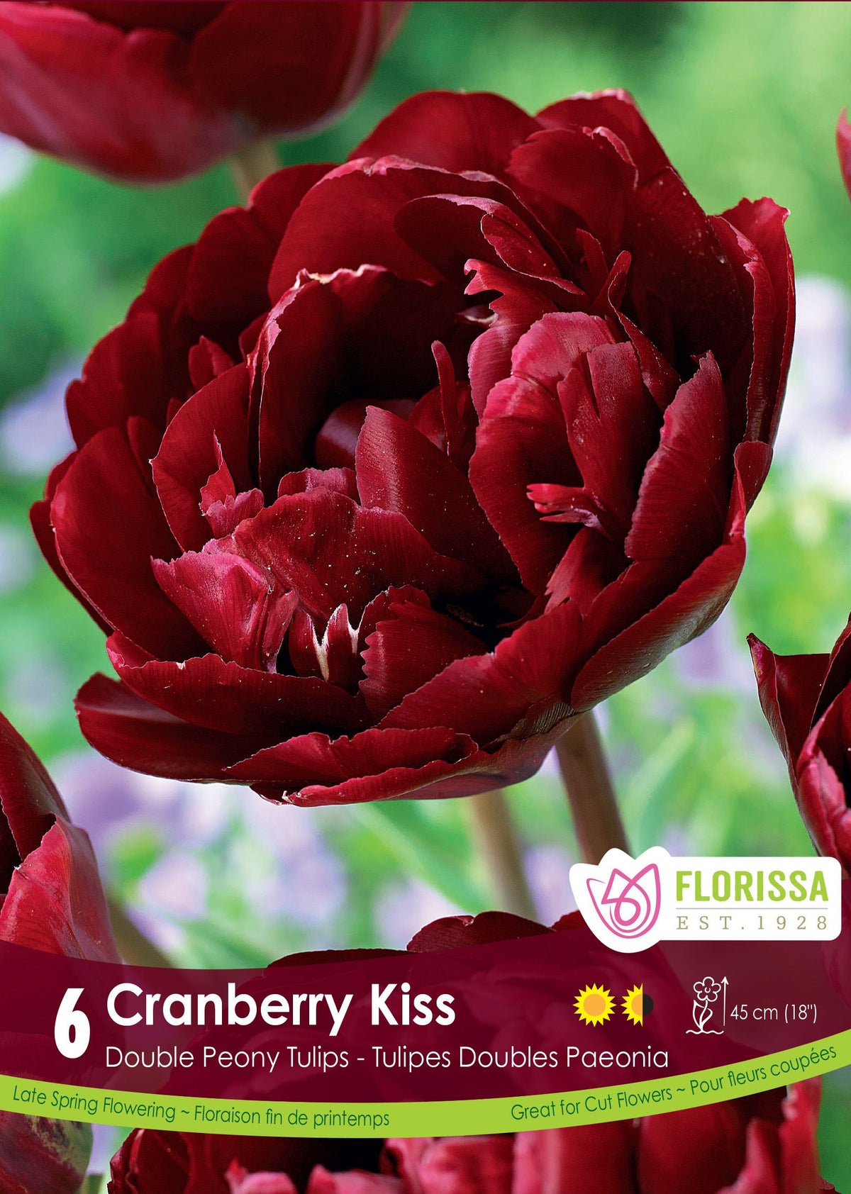 Tulipe Cranberry Kiss