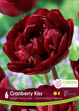 Tulipe Cranberry Kiss