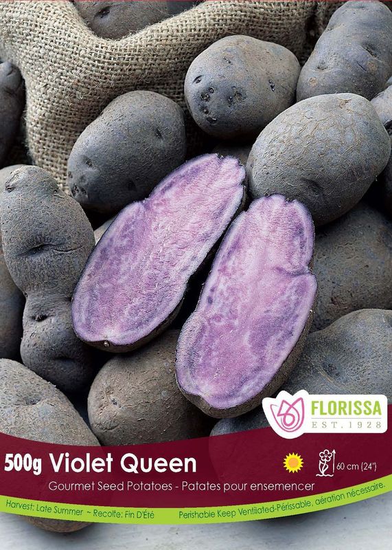Pomme de terre Gourmet ‘Violet Queen’ ( Solanum tuberosum ) : des pommes de terre à peau foncée dont deux moitiés montrent une chair violette. Le visuel Florissa présente la plante et son nom dans la partie inférieure de l’étiquette. La photographie occupe presque toute la surface, tandis que le bandeau du bas rassemble les indications du produit. Cette vue permet de reconnaître son apparence et de distinguer la variété présentée.
