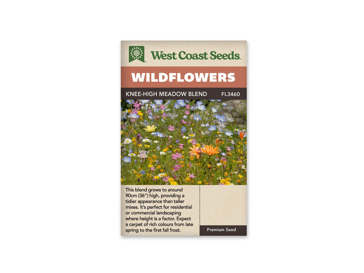 Sachet West Coast Seeds Knee-High Meadow Blend montrant de petites fleurs bleues, roses, blanches et jaunes parmi des tiges fines. Quelques fleurs orange plus grandes se trouvent sur la droite. Les corolles sont réparties à différentes hauteurs dans un feuillage léger. La photo présente une scène de prairie fleurie, avec des espaces visibles entre certaines tiges.