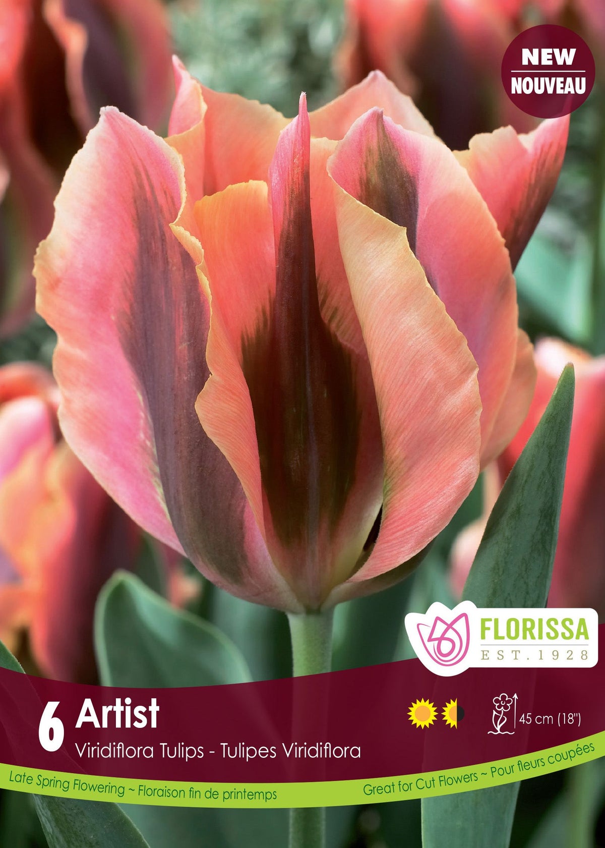 Tulipe Artist ( Tulipa ) : une tulipe rose cuivré portant de grandes marques vertes. Le visuel Florissa présente la plante et son nom dans la partie inférieure de l’étiquette. La photographie occupe presque toute la surface, tandis que le bandeau du bas rassemble les indications du produit. Cette vue permet de reconnaître son apparence et de distinguer la variété présentée.