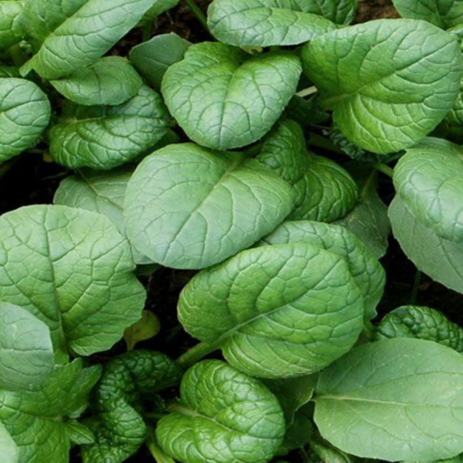 Yukina 'Savoy' organic