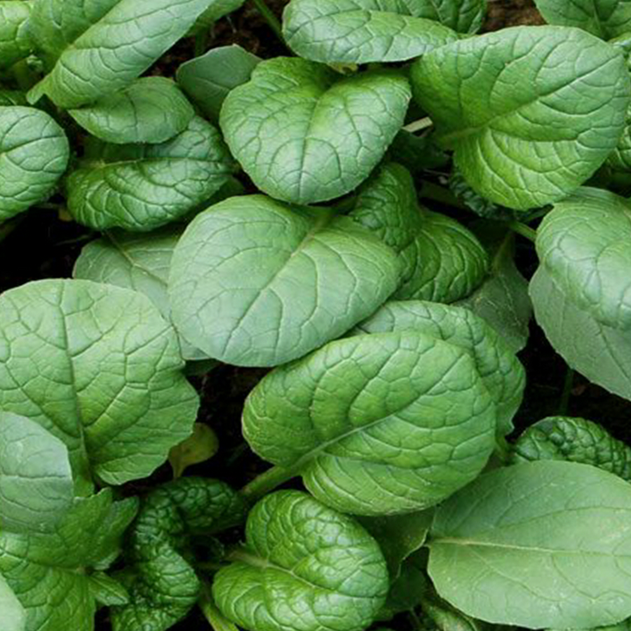Yukina 'Savoy' organic