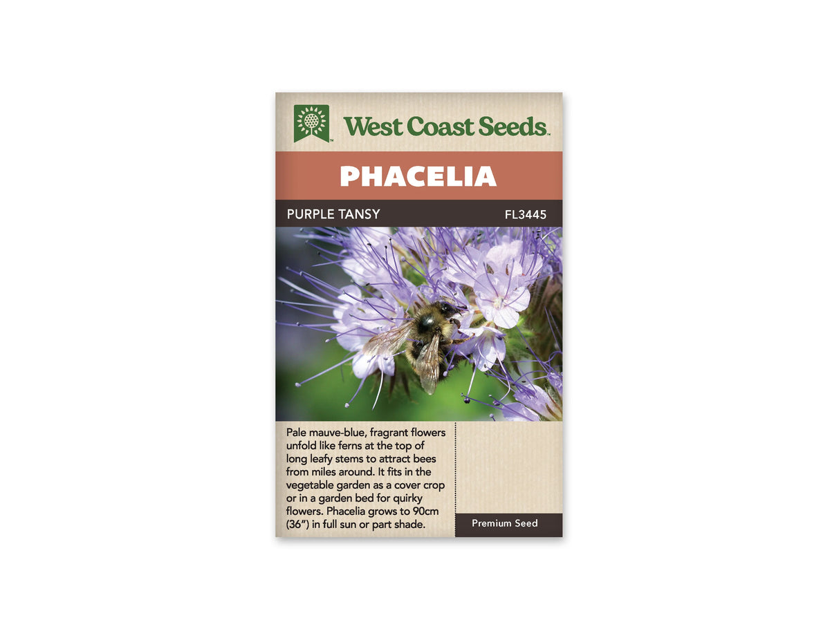 Sachet Purple Tansy de West Coast Seeds sur fond blanc. La photo montre un bourdon posé sur un groupe de fleurs mauve pâle, dont de longues étamines violettes dépassent largement. Les ailes de l’insecte sont visibles contre les petites corolles. Le fond vert est flou. Le bandeau orange indique Phacelia et la bande brune porte le code FL3445.
