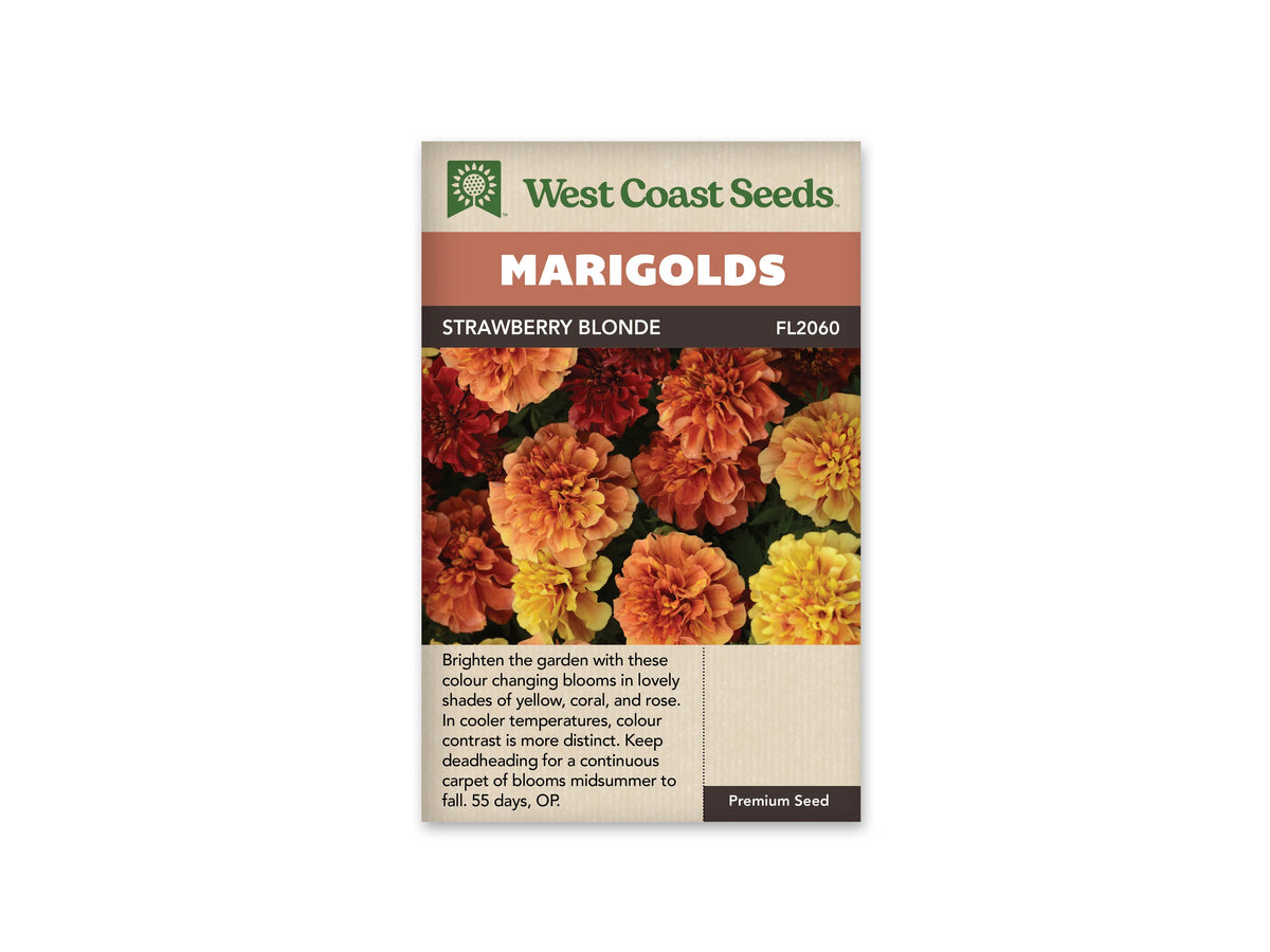 Sachet Strawberry Blonde de West Coast Seeds sur fond blanc. La photo montre plusieurs fleurs doubles aux pétales frisés, dans des tons jaunes, corail, pêche et rose rouge, sur un feuillage vert découpé. Les fleurs sont rapprochées et de tailles diverses. Le bandeau orange porte Marigolds, tandis que le nom Strawberry Blonde apparaît dans la bande brune.
