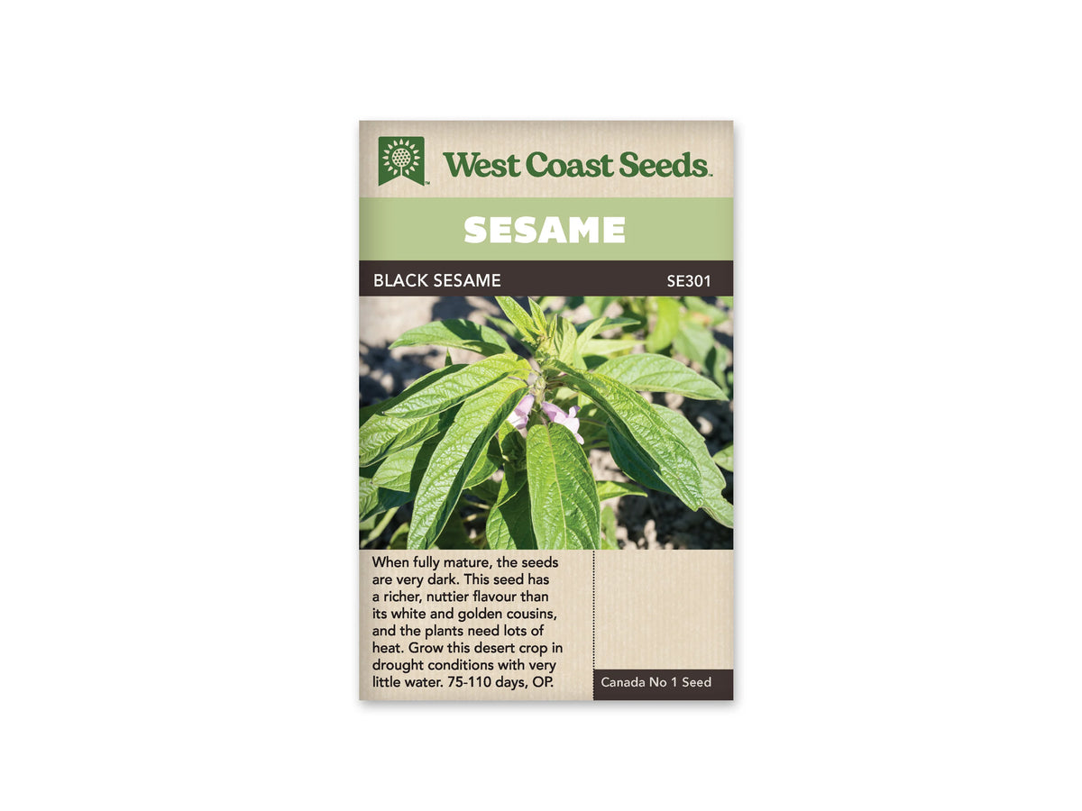 Sachet West Coast Seeds Black Sesame montrant un plant aux longues feuilles vertes fortement nervurées. De petites fleurs rose pâle apparaissent près de la tige, partiellement cachées par le feuillage. La terre claire est visible derrière la plante. Le nom Black Sesame figure dans le bandeau brun sous le titre blanc.