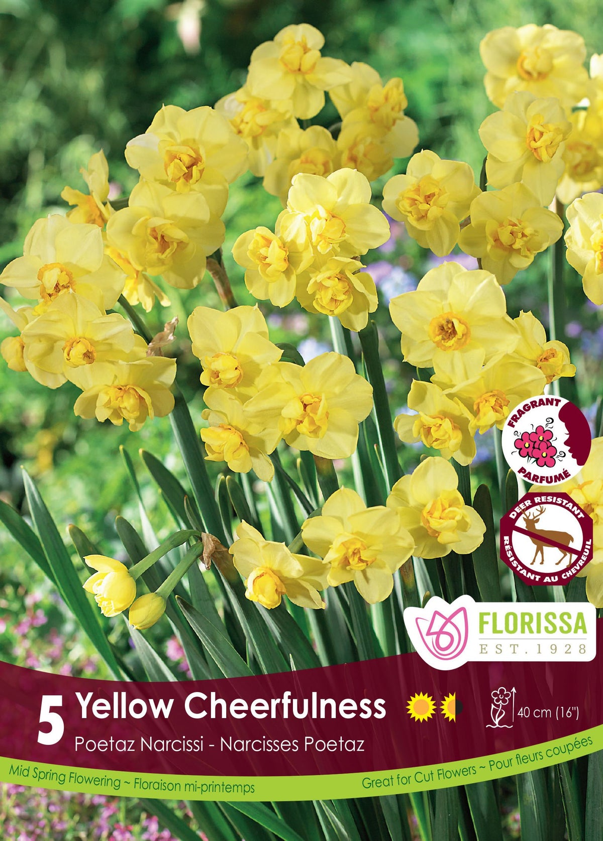 Narcisse ‘Yellow Cheerfulness’ ( Narcissus ) : des narcisses doubles jaunes regroupés sur leurs tiges. Le visuel Florissa présente la plante et son nom dans la partie inférieure de l’étiquette. La photographie occupe presque toute la surface, tandis que le bandeau du bas rassemble les indications du produit. Cette vue permet de reconnaître son apparence et de distinguer la variété présentée.