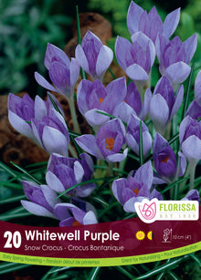 Crocus ‘Whitewell Purple’ (<em>Crocus tommasinianus</em>)