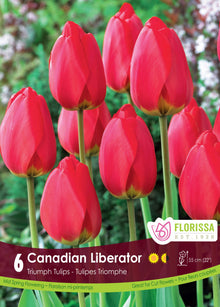 Canadian Liberator Tulip