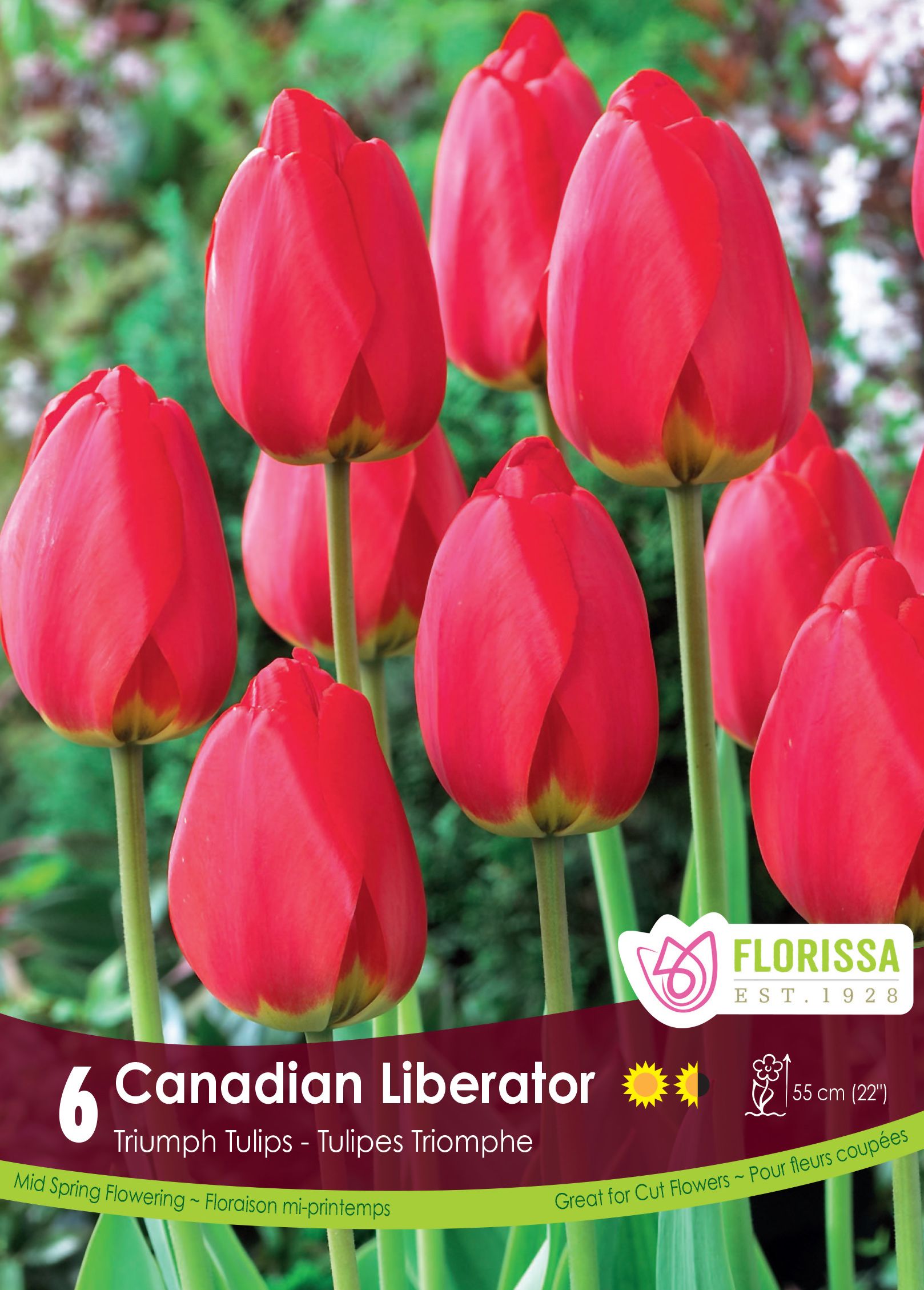 Canadian Liberator Tulip
