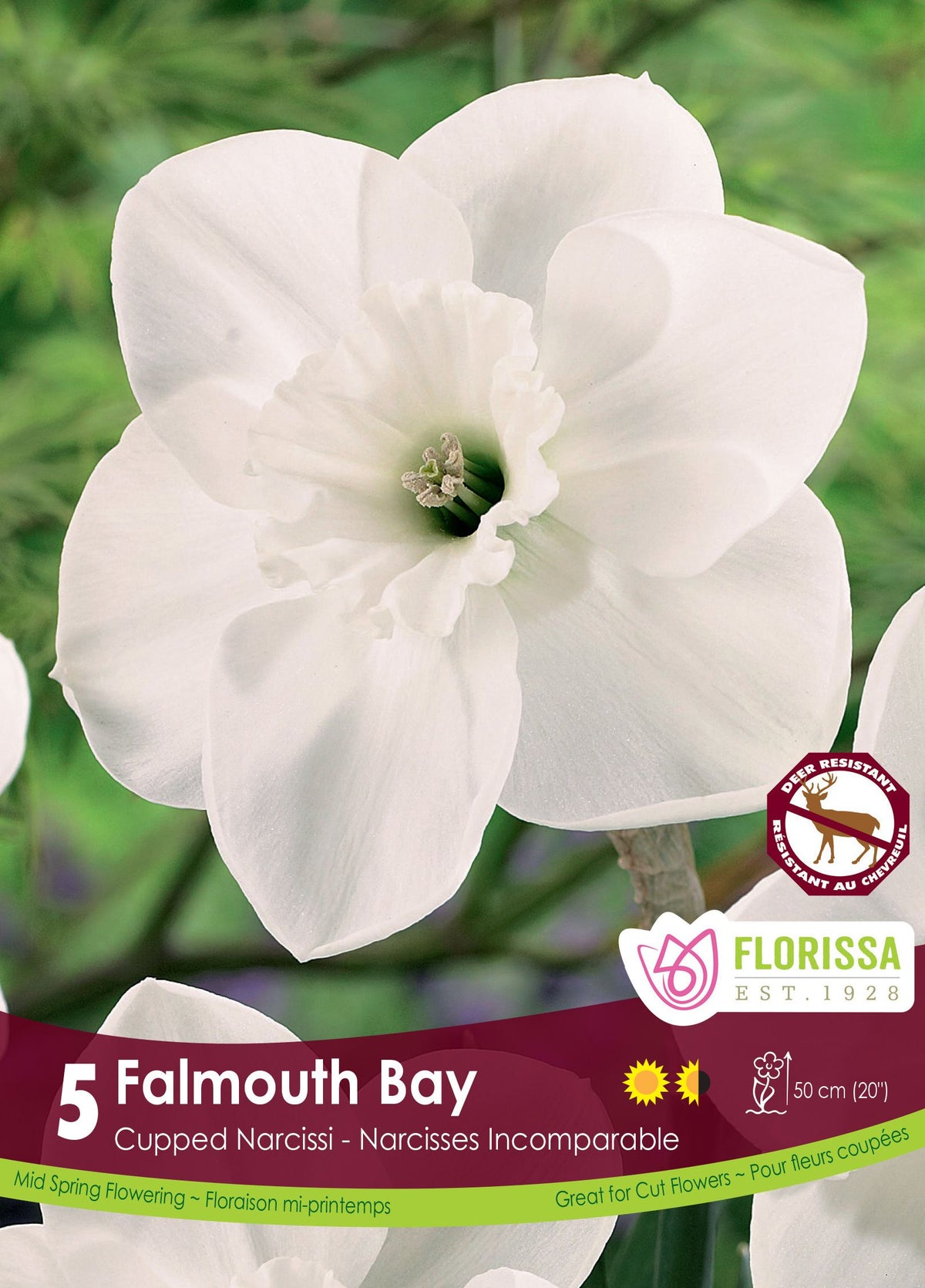 Narcisse Falmouth Bay ( Narcissus ) : un narcisse blanc à centre blanc légèrement ondulé. Le visuel Florissa présente la plante et son nom dans la partie inférieure de l’étiquette. La photographie occupe presque toute la surface, tandis que le bandeau du bas rassemble les indications du produit. Cette vue permet de reconnaître son apparence et de distinguer la variété présentée.