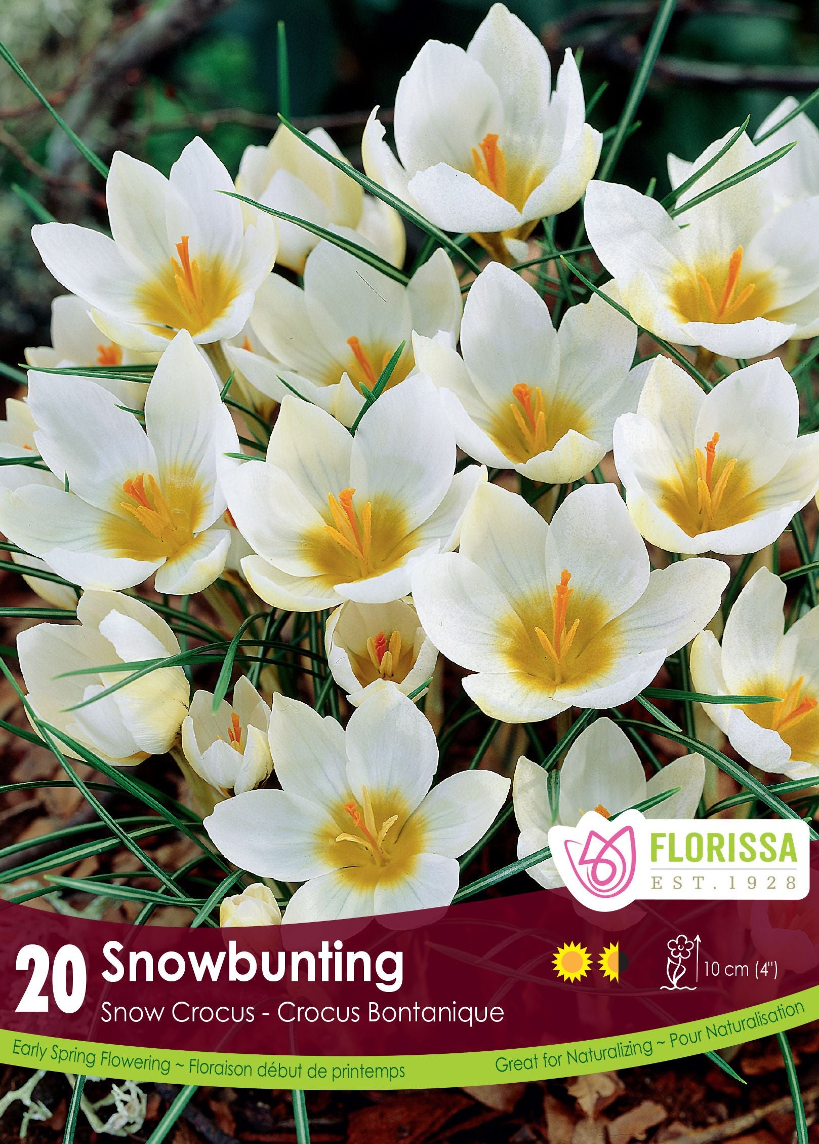 SnowBunting Crocus (<em>Crocus chrysanthus</em>)