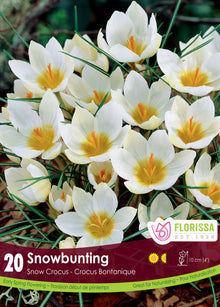 SnowBunting Crocus (<em>Crocus chrysanthus</em>)
