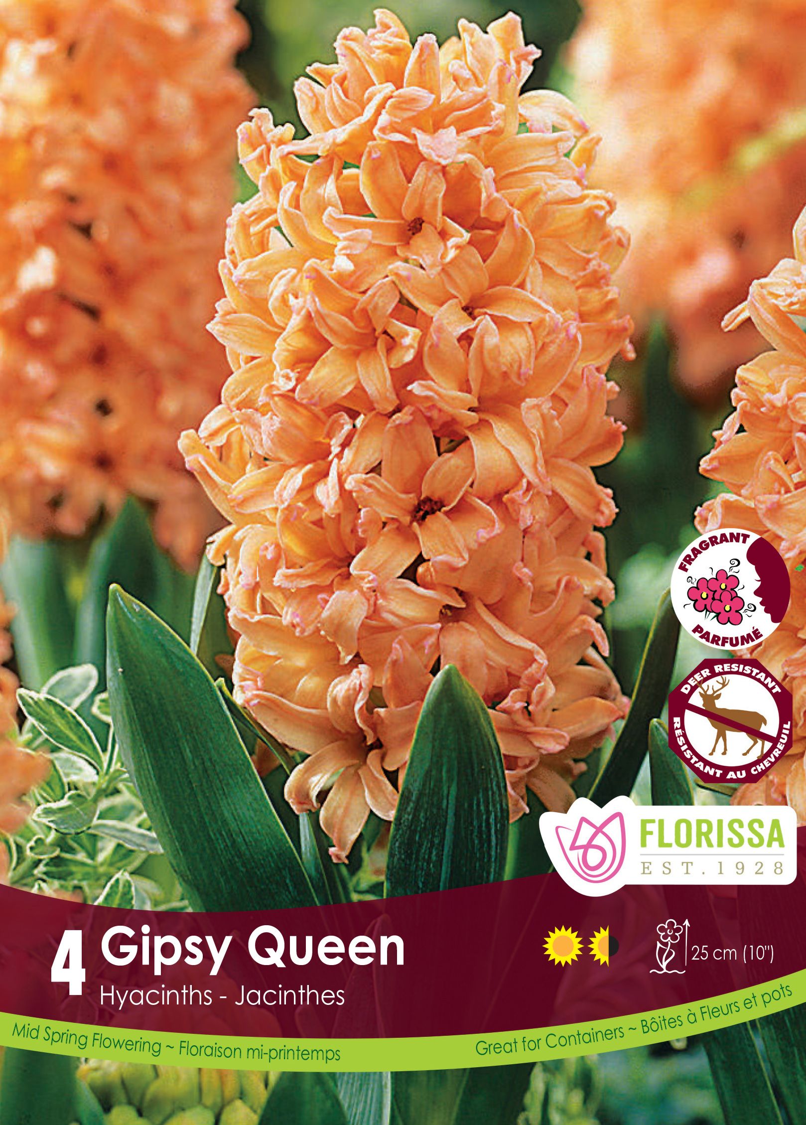 Jacinthe ‘Gipsy Queen’ ( Hyacinthus orientalis ) : une grappe de jacinthe abricot orangé. Le visuel Florissa présente la plante et son nom dans la partie inférieure de l’étiquette. La photographie occupe presque toute la surface, tandis que le bandeau du bas rassemble les indications du produit. Cette vue permet de reconnaître son apparence et de distinguer la variété présentée.