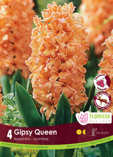 Gipsy Queen Hyacinth