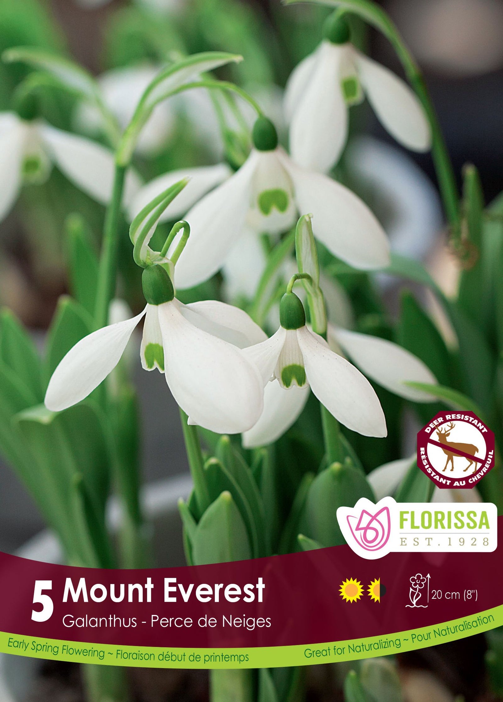 Galanthus Mount Everest