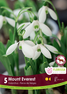Galanthus Mount Everest