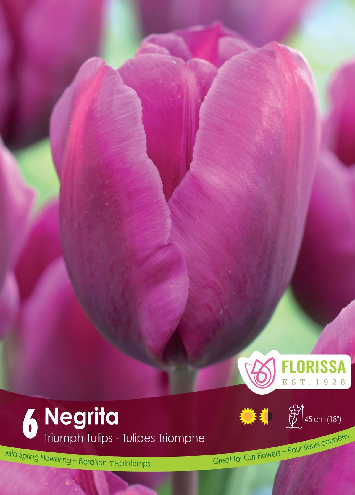Negrita’ Tulip: a light purple tulip with smooth petals.