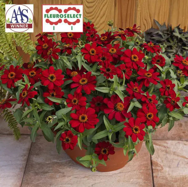 Zinnia Profusion 'Red' F1