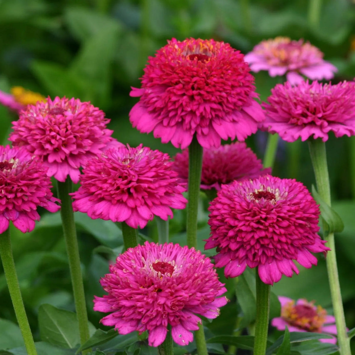 Photo de Zinnia 'Zinderella Purple'. Ces zinnias, portés sur des tiges longues et robustes, ajoutent une élégance raffinée aux contenants, plates-bandes et bouquets. La couleur caractéristique est : pourpre. Le visuel permet d'observer les contours, les teintes et la disposition des éléments présentés. Les détails de forme et les contrastes donnent un aperçu de l'apparence de cette plante ou de sa récolte.
