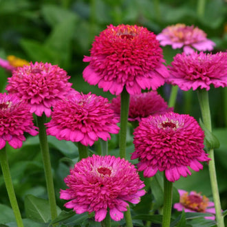 Photo de Zinnia 'Zinderella Purple'. Ces zinnias, portés sur des tiges longues et robustes, ajoutent une élégance raffinée aux contenants, plates-bandes et bouquets. La couleur caractéristique est : pourpre. Le visuel permet d'observer les contours, les teintes et la disposition des éléments présentés. Les détails de forme et les contrastes donnent un aperçu de l'apparence de cette plante ou de sa récolte.
