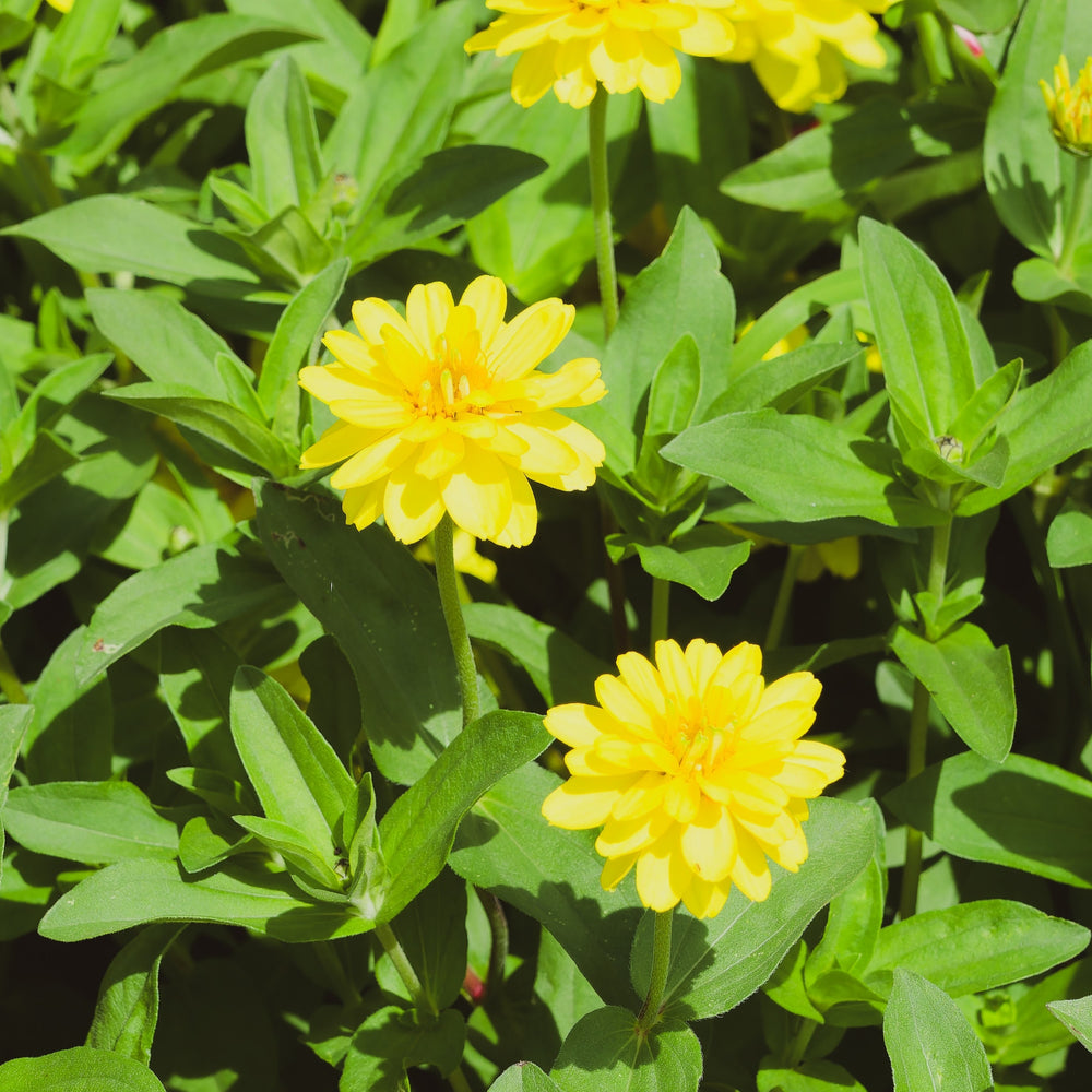 Zinnia Profusion Double 'Jaune' F1