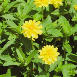 Zinnia Profusion Double 'Jaune' F1