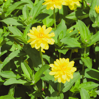 Photo de Zinnia 'Profusion Double Yellow' F1. La couleur caractéristique est : jaune. Le visuel permet d'observer les contours, les teintes et la disposition des éléments présentés. Les détails de forme et les contrastes donnent un aperçu de l'apparence de cette plante ou de sa récolte. Cette photographie accompagne la variété nommée afin de l'identifier dans la sélection de semences.