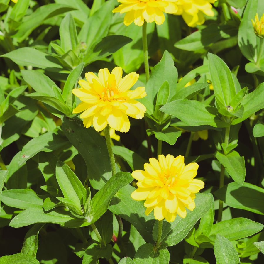 Zinnia Profusion Double 'Jaune' F1